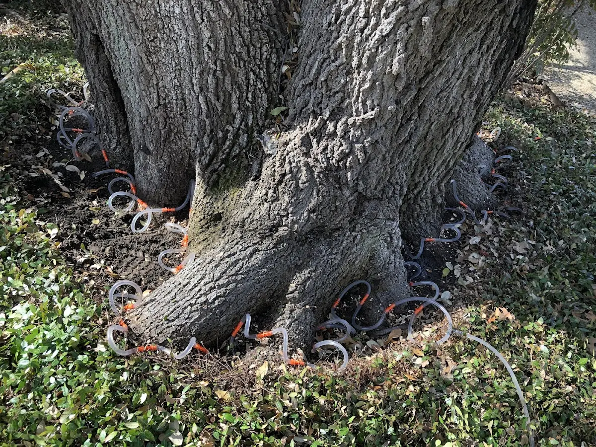 Detailed Tree Cabling and Bracing job site in Rio Oso