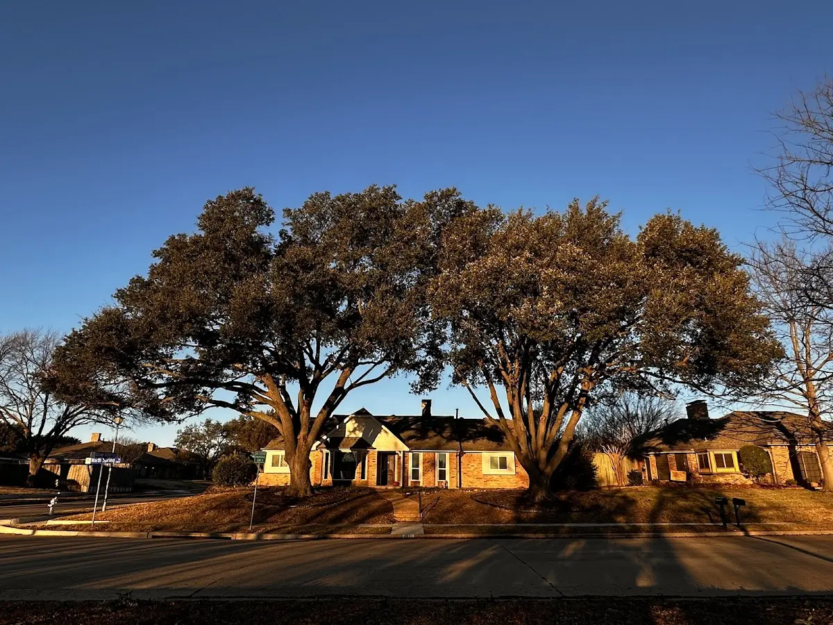 Established residential canopy tree shading a home in Rio Oso